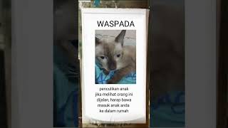 hahaahah kucing gua ada di Shurga tunggu kakak di sana ya mok [upl. by Free771]