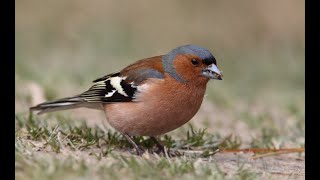 Chaffinch call [upl. by Jobey]