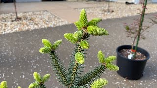 Abies Pinsapo Fastigata Spanish Fir Conifer [upl. by Astrahan]