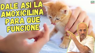 ✅ ¿COMO DAR LA AMOXICILINA PARA GATOS ¿A QUE DOSIS ¿PARA QUE SIRVE ✅ [upl. by Ida]