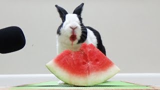 Rabbit eating watermelon ASMR [upl. by Waugh]