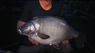 Dovetail Euro fishing boss fish Hugo common bream 15lb [upl. by Ahcsas]