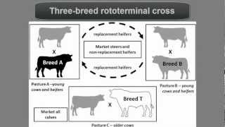 Beef Cattle Crossbreeding Systems [upl. by Atinet]