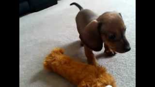 Dachshund Puppy Tom barking at his reflection [upl. by Yenhoj242]