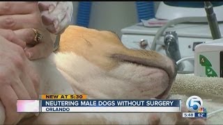 Neutering male dogs without surgery [upl. by Anabel37]