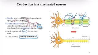 After action potentialNerve accommodationsynapses [upl. by Peednam491]