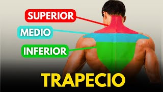 4 EJERCICIOS DE TRAPECIO QUE DEBES HACER [upl. by Kei]