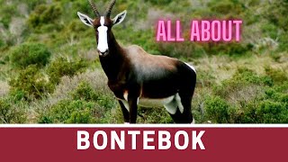 Bontebok facts 🦌 antelope found in South Africa 🇿🇦 Lesotho 🇱🇸 and Namibia 🇳🇦 [upl. by Nadean585]