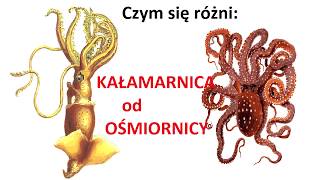 Czym się różni OŚMIORNICA od KAŁAMARNICY [upl. by Zubkoff]