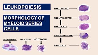 Leukopoiesis  Morphology of Myeloid Series cells [upl. by Breanne]