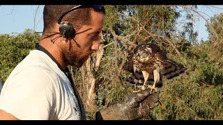 Imprinting Hacking Training and Hunting with a Cooper’s Hawk for Falconry [upl. by Karlie]