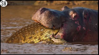 Crocodile Enters The Body of a Hippo After Killing it [upl. by Nitnerb888]