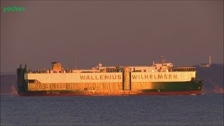 Evening glow Vehicle Carrier ISOLDE Wallenius Wilhelmsen Flag SWEDEN IMO 8321345 [upl. by Ellertnom401]