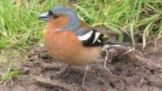 CHAFFINCH Calling amp Singing  Beautiful Birdsong  Fringilla coelebs [upl. by Weatherby167]