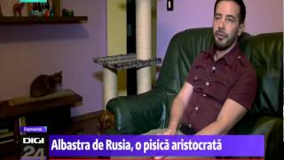 Digi 24 Digipet  Albastra de Rusia o pisica aristocrata [upl. by Pamelina]