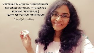 VERTEBRAE  PARTS amp DIFFERENTIATION  ANATOMY  SIMPLIFIED ✔ [upl. by Pollux214]