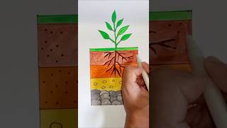 HOW TO DRAW LAYERS OF SOIL  SOIL PROFILE DIAGRAM shorts soilprofile layersofsoildiagram science [upl. by Neetsirhc]