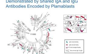 IgA Plasmablasts are Evaluated in Subjects At Risk for Future Rheumatoid Arthritis [upl. by Attelrahs]