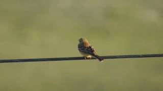 Ortolano Emberiza hortulana ortolan bunting Italy [upl. by Nabatse406]