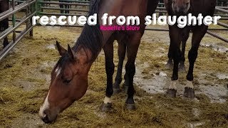 Rescued from Slaughter Roulettes Story [upl. by Nomled]