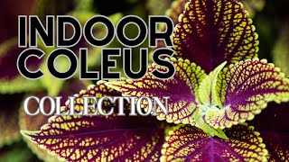 Explore Indoor Coleus Collection 48 Varieties Displayed🍃🌸 Coleus Plant Varieties [upl. by Horlacher]