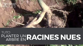 Tuto  Planter un arbre en racines nues [upl. by Inimod]