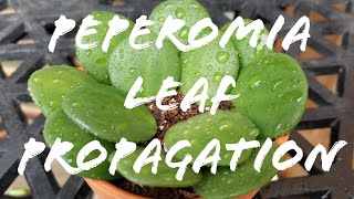 Peperomia Leaf Propagation [upl. by Brazee]