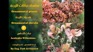 نبات  شجيرة  النحاس Acalypha Wilkesiana [upl. by Philippine753]