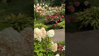 HYDRANGEAS GARDEN гортензія гортензия hortensia шортс garden shortspaniculata сад hydrangea [upl. by Norre]