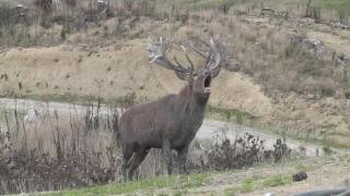 Red Stag roaring [upl. by Vaughan]