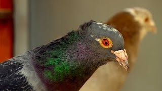 Homing Pigeon A Birdbrained Idea  Extraordinary Animals  Series 2  BBC Earth [upl. by Azmuh251]