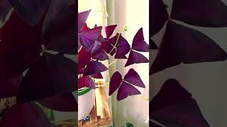 Oxalis Triangularis  False Shamrock  Love Plant [upl. by Aihsad]