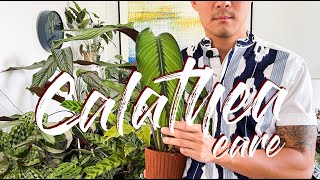 Calathea care [upl. by Perrins]