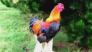 Rooster crowing louds in the morning nature alarm clock [upl. by Eelanaj]