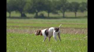 Braque francais pyrenees Freddie Art Fluidum Centauri training [upl. by Ilona]