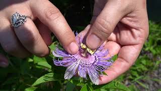 Purple Passion Flower Passiflora incarnata [upl. by Ugo]