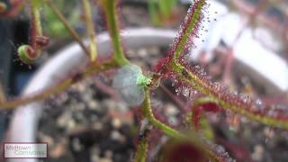 Carnivorous plants Drosera binata var multifida f extrema vs Green Lacewing [upl. by Guntar5]