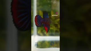 7821 l Betta splendens  Imbellis red tail [upl. by Ajat803]