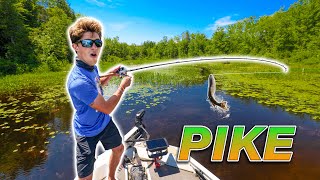 EPIC Backwater Fishing for NORTHERN PIKE Vicious Strikes [upl. by Wisnicki]