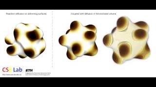 Reactiondiffusion on the surface and the interior of deforming geometries CSElab ETHZ [upl. by Cowley395]