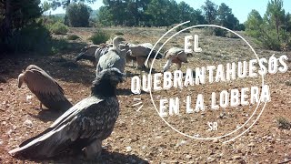 Quebrantahuesos de La Lobera Gypaetus barbatus en finca y alojamientos rurales El Pinar de la Lobera [upl. by Lledrac]