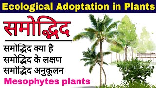 समोद्भिद पौधे Mesophytes plants mesophytic plants  adaptation in Mesophytes plants  biology [upl. by Chinua]