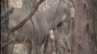 Buck Deer 9 point amp Doe mating [upl. by Pack]