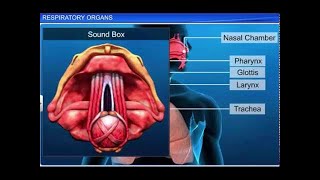 CBSE Class 11 Biology  Respiratory Organs [upl. by Andria773]