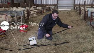 Nettex Prolapse Harness Demo No Ewe [upl. by Baram]