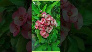 how to care for euphorbia milii plant  euphorbia care tip  plantinfo [upl. by Christin]