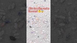 Alive heading under the sand 🤔😱 Alive clams  moving  under the sand ❤️like and subscribe ❤️ [upl. by Redle]