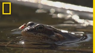 Frogs Come Alive After Winter Thaw  National Geographic [upl. by Charin936]