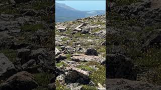 Ptarmigans on Mount Elbert Colorados Highest Peak 14440 mountains colorado [upl. by Oliy]