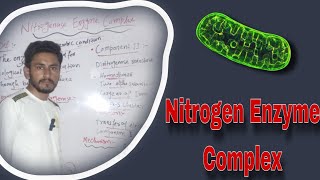 Nitrogenase Enzyme Complex  Nitrogen Fixation [upl. by Sybilla]